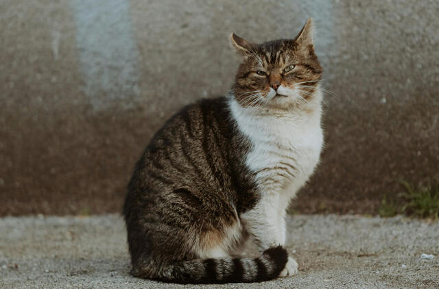 Katinas, beglobis gyvūnas