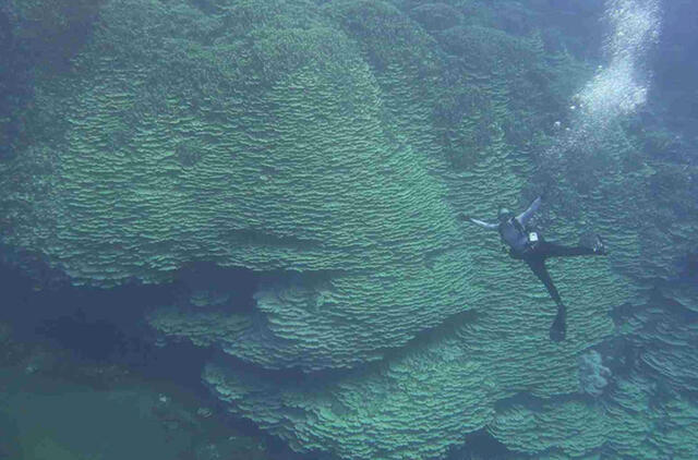 Povandeninio ugnikalnio krateryje rastas 2050 metų koralas milžinas