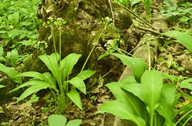 Kaip atskirti laukinį česnaką nuo čemericos