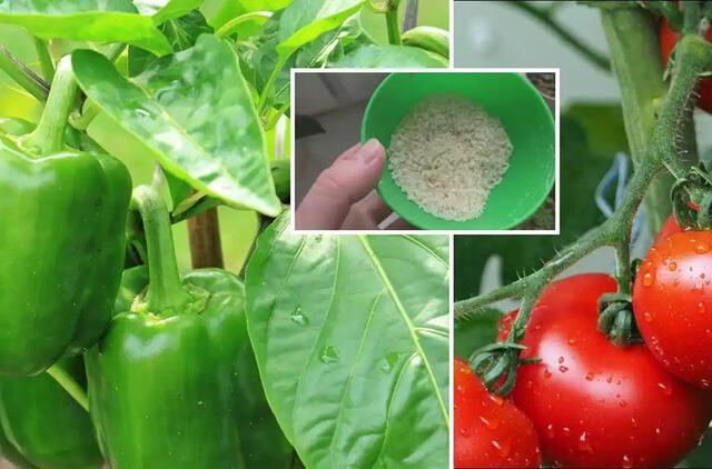 Šaukštas į duobutę – ir pomidorų derlius padidės 10 kartų