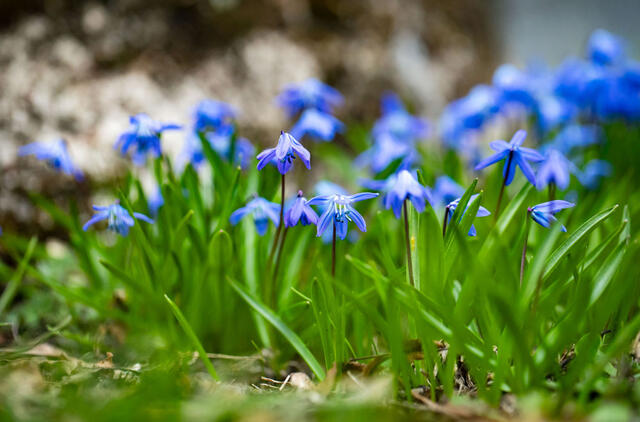 Sinoptikė: naktimis dar kandžiosis šalnos, tačiau dienos šiltės