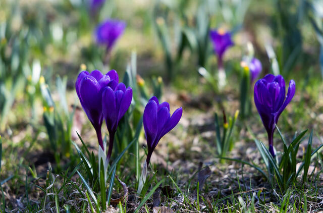 Pavasariški orai neskuba: kritulių bus mažiau, tačiau šiluma dar nedžiugins