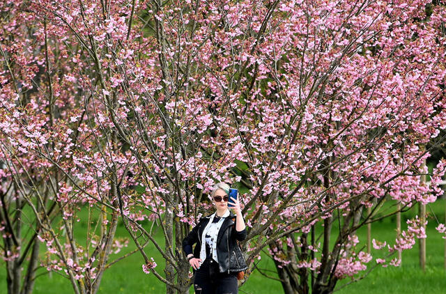 Sakuros, žydėjimas