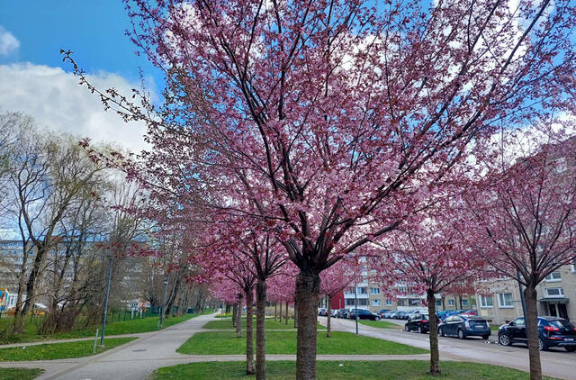 Sakuros, Naujamiesčio gatvė