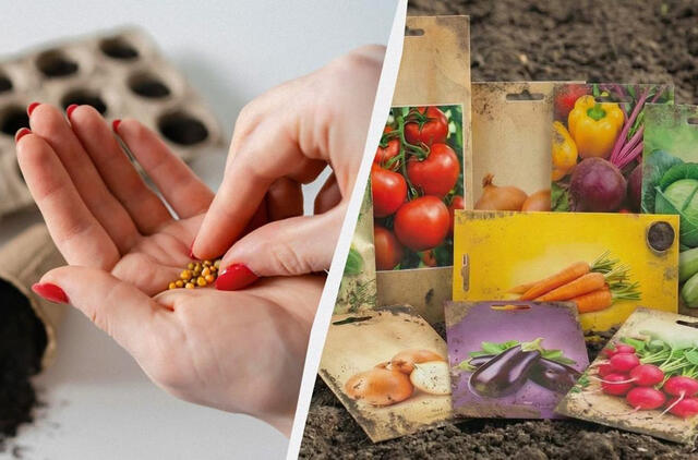 Šios sėklos nesudigs net puikiai prižiūrint: į ką atkreipti dėmesį perkant