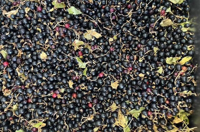 Pavasariniai pusryčiai serbentams: