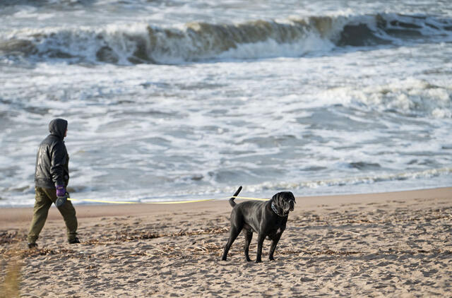 Paplūdimys, šuo, žmogus, jūra