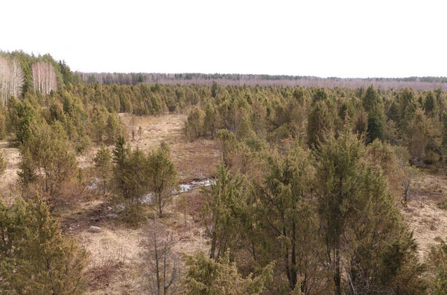 Šauklių riedulynas-kadagynas