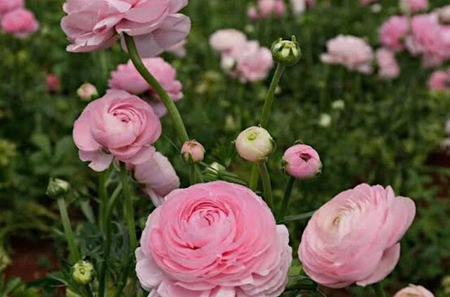 Pasėkite balandį – birželį visas sodas skendės rožiniame debesyje