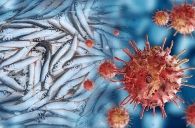 Su žalia žuvimi siejamas virusas gali pažeisti akis