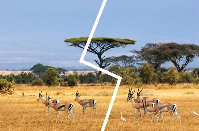Afrika