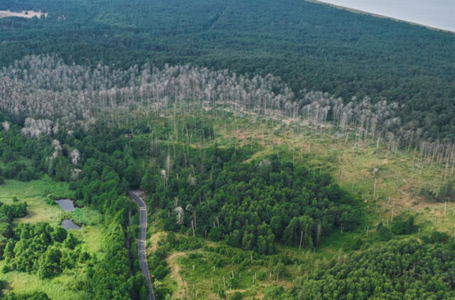 kormoranų kolonija Juodkrantėje