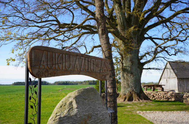 Laukių ąžuolas