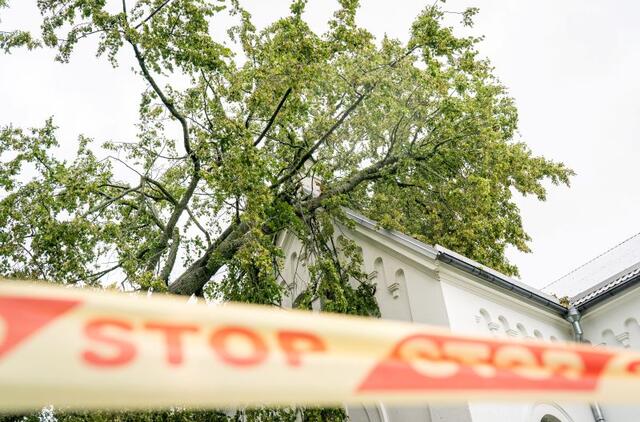 Užvirtęs medis