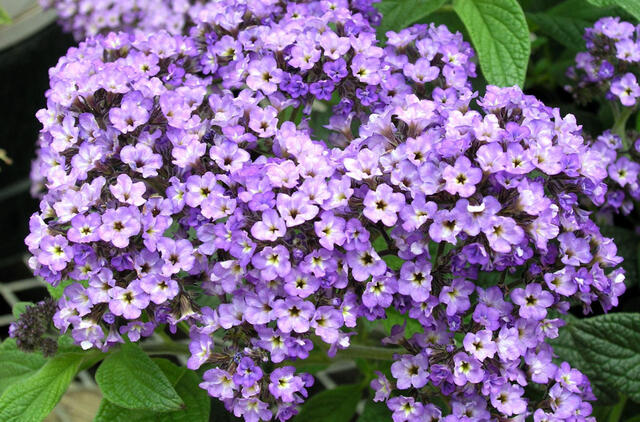 heliotropas