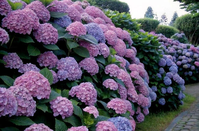 hortenzijos