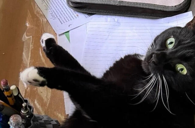 prie stotelės rastas narvas su katinu – šalia buvo raštelis