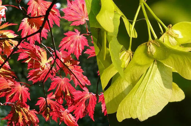 10 medžių, kurių niekada nereikėtų sodinti šalia šaligatvio