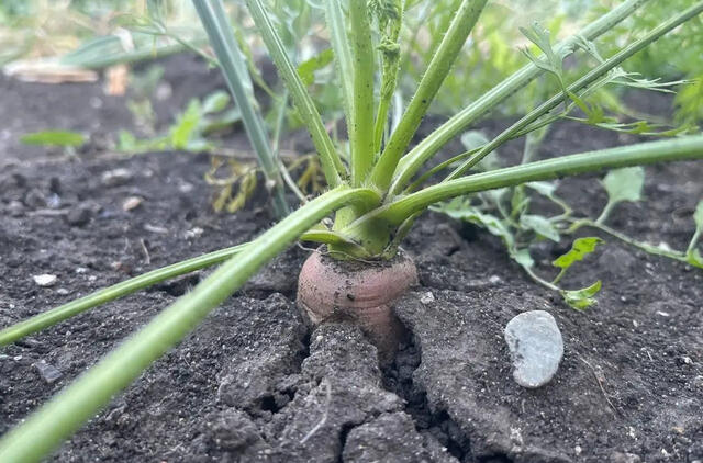Kaip užauginti tiesias ir stambias morkas