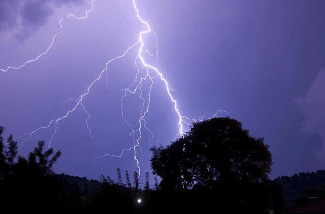 Žaibo magnetai: kokių medžių nereikėtų sodinti šalia namų