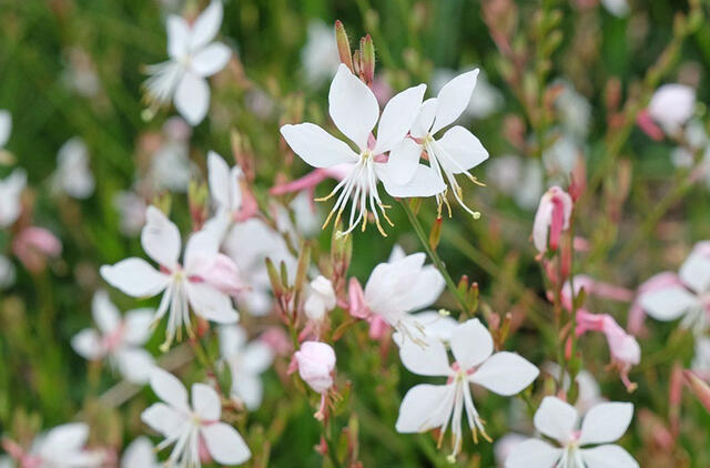 gaura