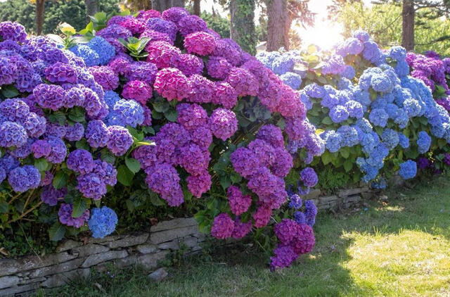 hortenzijos