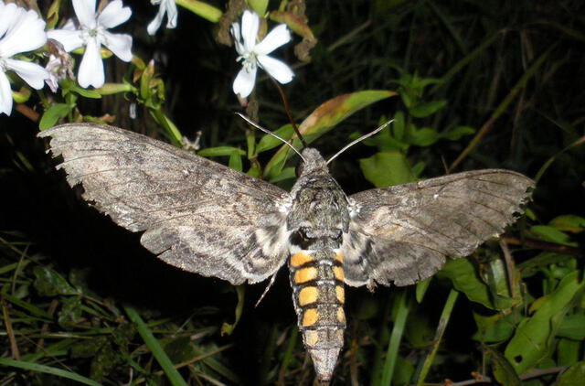 Manduca sexta