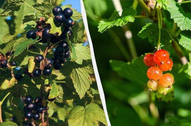Serbentų ir agrastų uogos gali nukristi dar nesunokusios: kaip jas išsaugoti liepą
