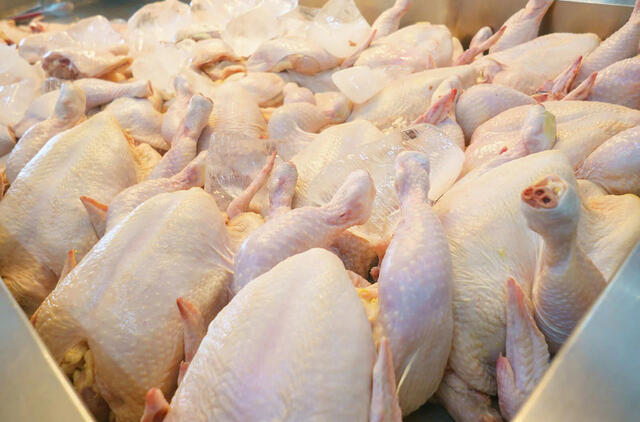 Kaip pašalinti antibiotikus iš parduotuvinės vištienos per valandą