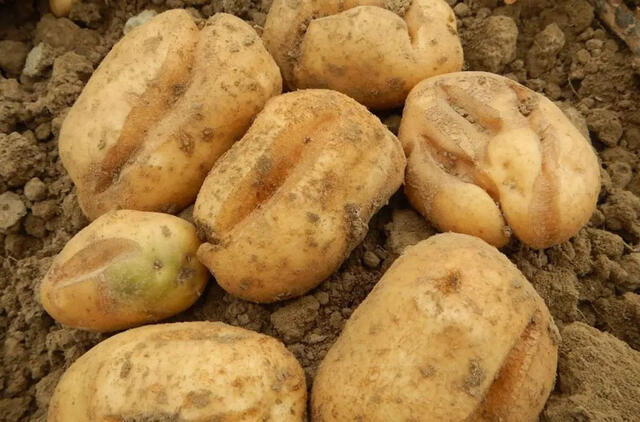 bulvės