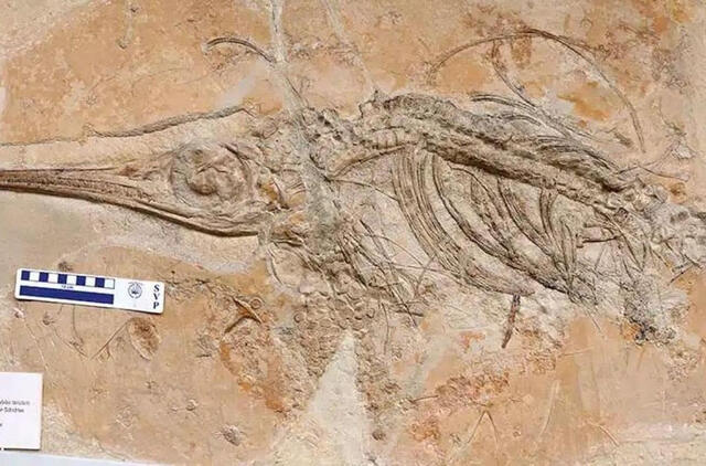 Jabalisaurus tethyensis – vidutinio dydžio oftalmozaurų grupės ichtiozauras 