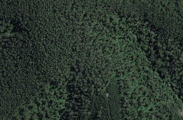miškas