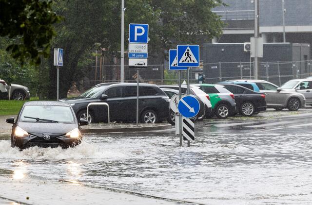 Liūtis Vakarų Lietuvoje 