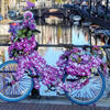 Amsterdamas, kanalas, dviratis, gėlės